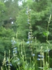 Erect flower stalks bearing light blue flowers.