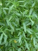 Foliage. Leaves are narrow and opposite.