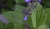 2-lipped flowers with 2 white stripes on the broad lower lip.