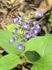 2-lipped flowers with 2 white stripes on the broad lower lip.