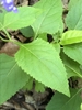Ovate leaf with acute apex and serrate margins.
