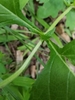 2 leaves attached on opposite sides of the node.