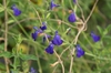 Sparse spikes of blue flowers.