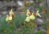 Showy soft yellow 2-lipped flowers.
