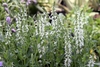 Erect spikes of white flowers.