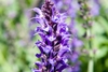 Erect spikes of purple flowers.