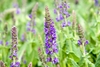 Erect spikes of purple flowers.