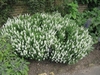 compact plant with erect spikes of white flowers.