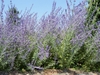 gray green foliage topped by airy purple inflorescences.