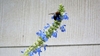 Spike of blue flowers with large bee.