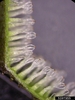 Close-up of leaf section showing whisk-shaped bristles.