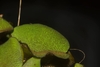 Leaf surface showing the texture of the bristles.