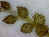 A chain of scaley ovoid structures.