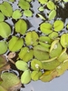 Floating ovate leaves with bristly surfaces.