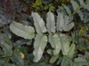 Sanguisorba canadensis