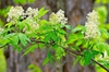 Sambucus racemosa subsp. pubens