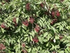 Sambucus racemosa subsp. pubens