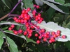 Sambucus racemosa subsp. pubens