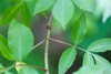 Green stem and node with opposite pinnate leaves