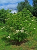 Shrub with terminal, flat-top clusters of tiny white flowers.