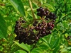 Cluster of berries ripening from dark red to black