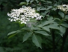 leaves and flowers