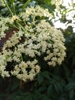 leaves and flowers