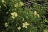 leaves and flowers