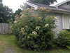 Sambucus nigra