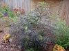 Sambucus nigra