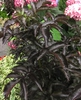 Sambucus racemosa Black Tower