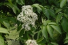 Flower and Leaves