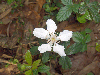 Rubus cuneifolius