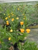 Climber with alternate narrow leaves & bell-like orange flowers
