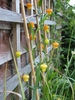 Climber with alternate narrow leaves & bell-like orange flowers