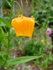 Climber with alternate narrow leaves & bell-like orange flowers