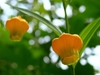 Climber with alternate narrow leaves & bell-like orange flowers
