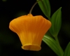 Close-up on a single bell-like orange flower