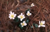 Sanguinaria canadensis