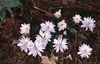 Sanguinaria canadensis