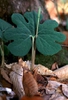 Sanguinaria canadensis