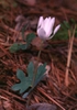 Sanguinaria canadensis