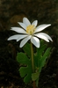 flower, Yancey, NC