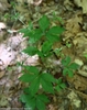 A clump of the plant growing in a shady natural area.