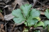 Portrait of a single ternate, serrate leaf.