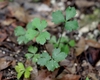 Small rosette of ternate, serrate leaves.