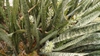 Form, leaves, flowers