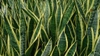 Form