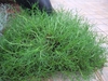 Form