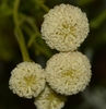 Creamy coloredheads of flowers